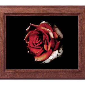 Stampa fotografica floreale su carta fine art: Ritratto di rosa n. 1