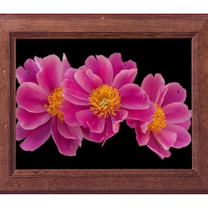 Stampa fotografica floreale su carta fine art: Sorelle (peonie lactiflora)