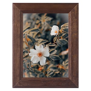 Serie di due stampe fotografiche floreali su carta fine art: Rose selvatiche - un tocco di magia per la tua casa.