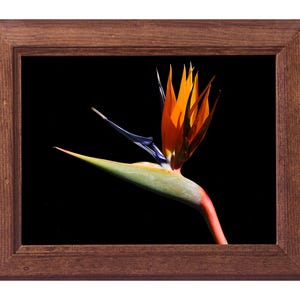 Stampa fotografica floreale su carta fine art: Strelitzia
