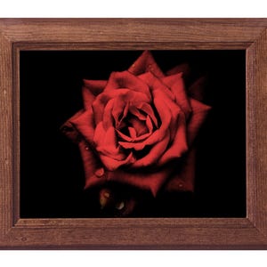 Stampa fotografica floreale su carta fine art: Rosa RosAnima