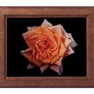Stampa fotografica floreale su carta fine art: Ritratto di rosa n. 2