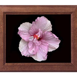 Stampa fotografica floreale su carta fine art: Gumamela (hibiscus)