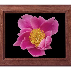 Stampa fotografica floreale su carta fine art: Fiore spettinato (peonia lactiflora)