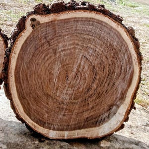 Op de afbeelding: Een dwarsdoorsnede van een boomstam, met de jaarringen zichtbaar. De buitenste schors is donkerbruin en ruw, met een lichtere band eromheen. Het binnenste hout is diepbruin en toont de natuurlijke nerf.