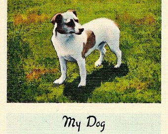 Vintage Postcard - My Dog (Unused)