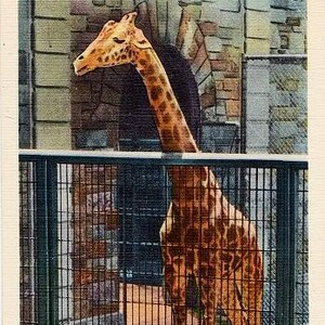 Carte postale vintage de Washington DC - Une girafe au parc zoologique national (inutilisé)