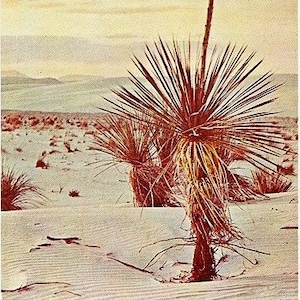 May include: A vintage photograph of a desert landscape featuring a yucca plant with a tall flower stalk. The plant has spiky leaves and a brown trunk, set against a backdrop of sand dunes and a pastel sky.