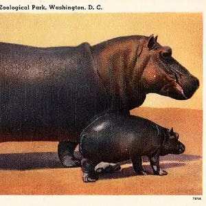 Carte postale vintage de Washington DC - Un hippopotame et un bébé au parc zoologique national (inutilisé)