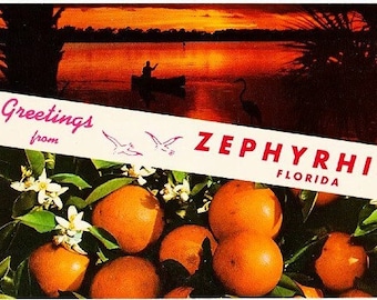 Vintage Florida Postcard - Greetings from Zephyrhills, Florida (Unused)