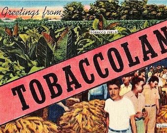 Vintage Old South Postcard - Greetings from Tobaccoland (Unused)