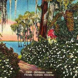 Carte postale vintage de Floride - Gardenia Lane à Cypress Gardens (non utilisée)
