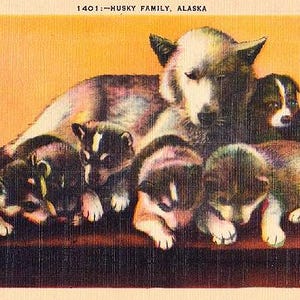 Carte postale d'Alaska vintage - Une famille de chiens Husky d'Alaska (inutilisé)