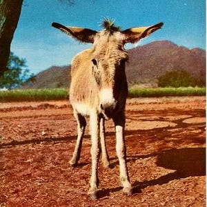 Carte postale vintage du sud-ouest - Un canari du désert (inutilisé)