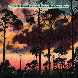 Carte postale vintage de Floride - Un coucher de soleil en Floride vu à travers les pins des Caraïbes (inutilisé)