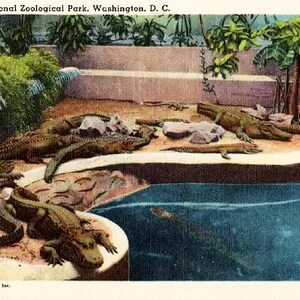 Carte postale vintage de Washington DC - Alligators au parc zoologique national (inutilisé)