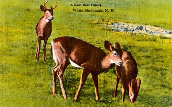 Vintage New Hampshire Postcard - A Whitetail Deer Family in the White Mountains (Unused)