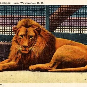 Carte postale vintage de Washington DC - Un lion au parc zoologique national (inutilisé)
