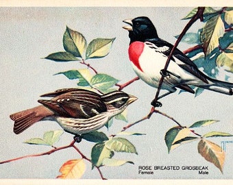 Vintage Wildlife Postcard - Rose-breasted Grosbeak -- Artist Signed, R. T. Peterson (Unused)