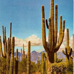 Carte postale vintage du sud-ouest - Une forêt de Saguaro (inutilisé)