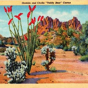 Carte postale vintage du sud-ouest - Ocotillo et Cholla Cactus on the Desert (inutilisé)
