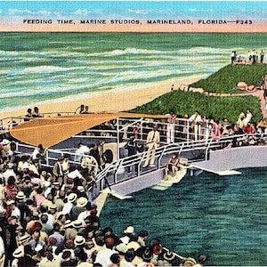 Carte postale vintage de Floride - L'heure du repas aux studios Marine, Marineland (inutilisé)