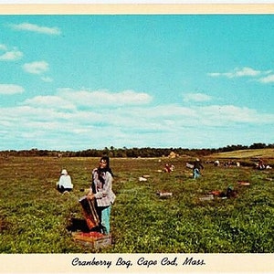 Carte postale vintage de Cape Cod - Une tourbière de canneberges à la récolte (inutilisé)