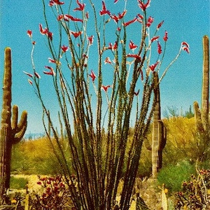 Carte postale vintage du sud-ouest - Ocotillo en fleurs dans le désert (inutilisé)