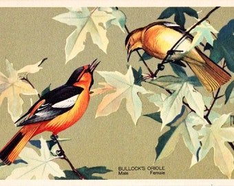 Vintage Wildlife Postcard - Bullock's Oriole -- Artist Signed, R. T. Peterson (Unused)