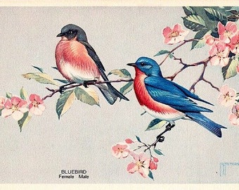 Vintage Wildlife Postcard - The Bluebird -- Artist Signed, R. T. Peterson (Unused)