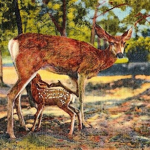 Carte postale vintage de l'Arizona - Mama Deer and Fawn au Parc National du Grand Canyon (inutilisé)