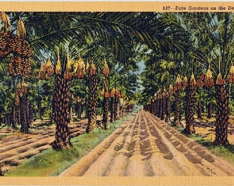 Vintage California Postcard - Date Gardens on the Desert (Unused)