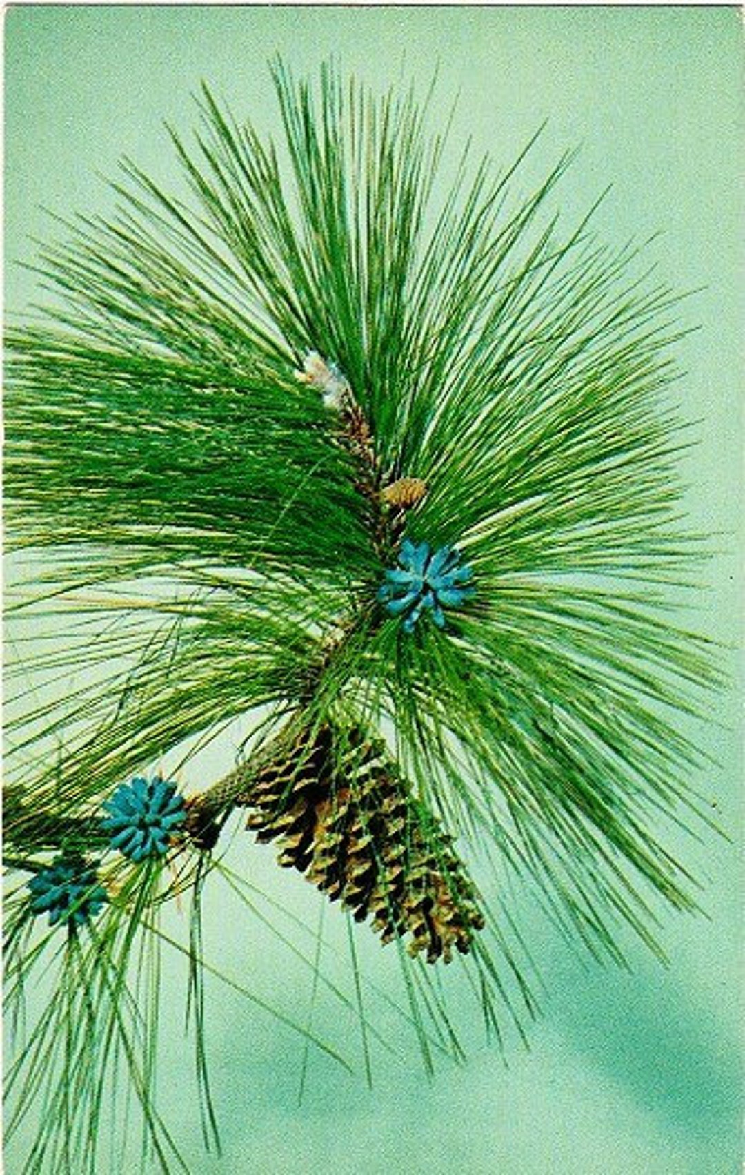 Vintage North Carolina Postcard the Longleaf Pine Branch - Etsy