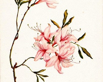 Vintage Nature Postcard - Pink Azalea -- Artist, Kathleen Cassel (Unused)