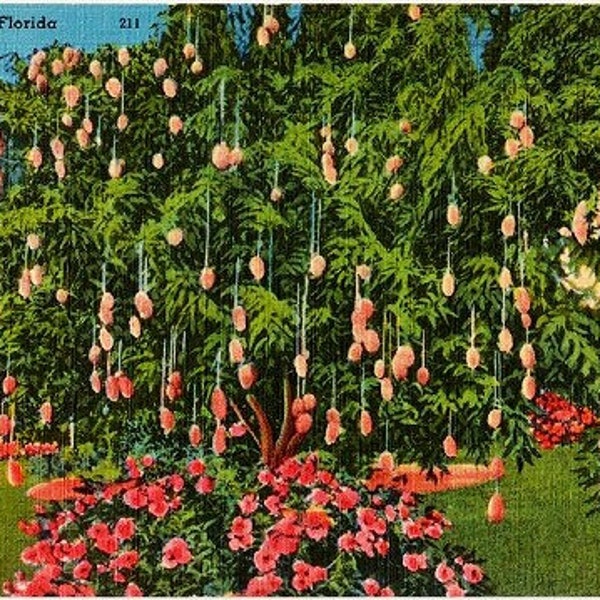 Vintage Florida Postcard - A Mango Tree (Unused)