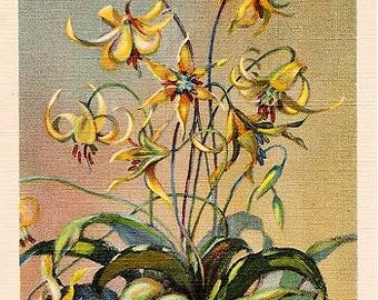 Vintage Nature Postcard - Glacier Lily, Glacier National Park -- Artist Signed, W. Loos (Unused)
