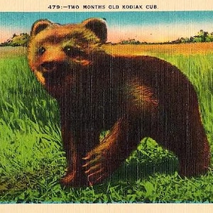 Carte postale vintage de l'Alaska - un ourson Kodiak (inutilisé)