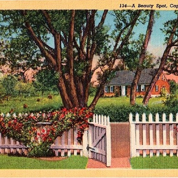Vintage Cape Cod Postcard - An Old Cape Cottage in Dennis (Unused)