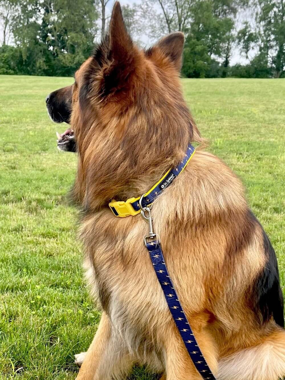 Flash Lightning Super Hero Navy Blue Yellow Dog Collar And/or - Etsy