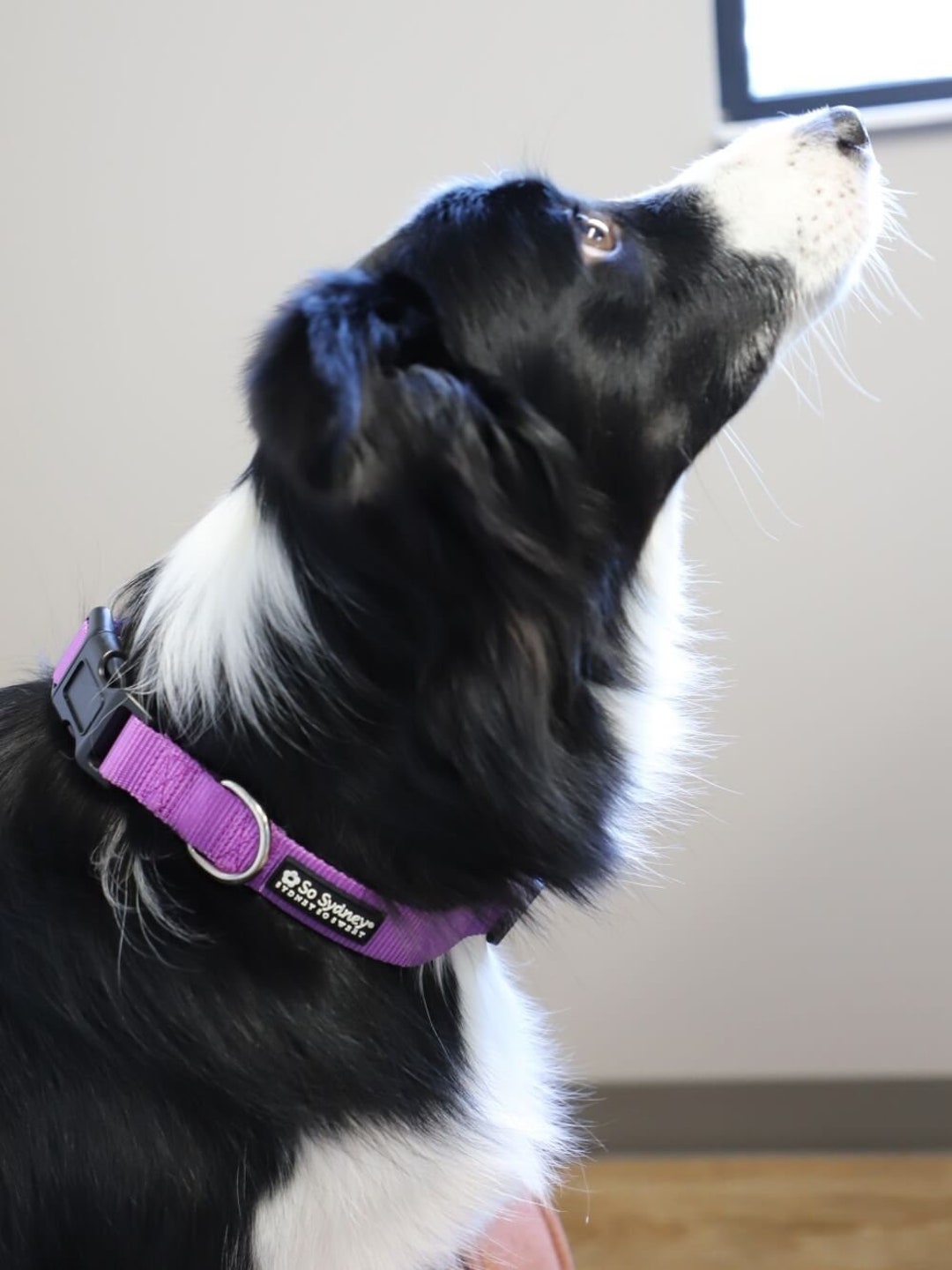 Metal Buckle Engraved Dog Collar - Designer Birds - Pet Blessings
