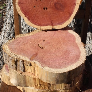 Red Cedar Wood Slice, 10 11 x 2 thick, fern mount, plant mount, DIY wood project, project wood, craft project tree slice, tree art image 7