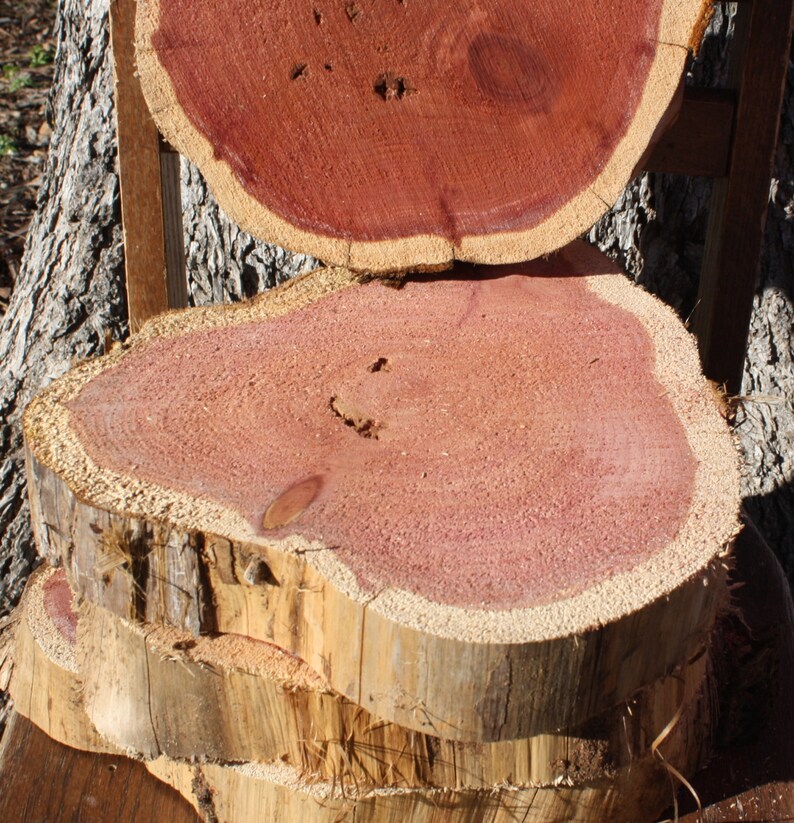 Red Cedar Wood Slice, 10 11 x 2 thick, fern mount, plant mount, DIY wood project, project wood, craft project tree slice, tree art image 7