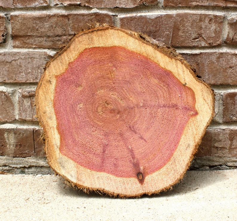 Wood Slice, 9 12 wide x 2, Cedar Wood Slab, staghorn fern mount, plant mount, wedding decor, DIY wood, project wood image 5