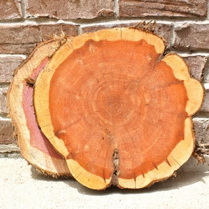 Wedding Wood Centerpieces, wood slice for centerpiece, wood slab, wood round, 911 x 2 thick, chargers, rounds, rustic, woodland, barn image 9