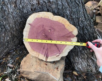 Red Cedar Wood Slice, 10" - 11" x 2" thick, fern mount, plant mount, DIY wood project, project wood, craft project tree slice, tree art