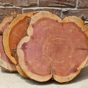 Large Wood Slab, sizes 12" to 18" x 2" cedar wood slice, wood round, centerpiece, woodworking supply, DIY home decor, large fern mount