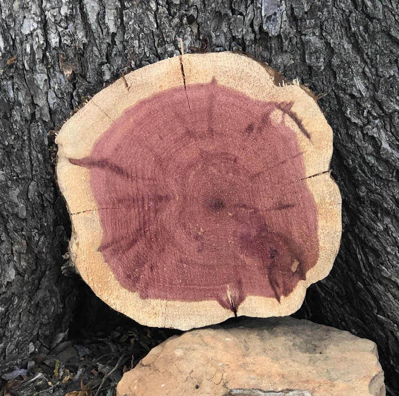 Red Cedar Wood Slice, 10 11 x 2 thick, fern mount, plant mount, DIY wood project, project wood, craft project tree slice, tree art image 2