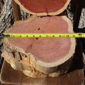 Red Cedar Wood Slice, 10 11 x 2 thick, fern mount, plant mount, DIY wood project, project wood, craft project tree slice, tree art image 5