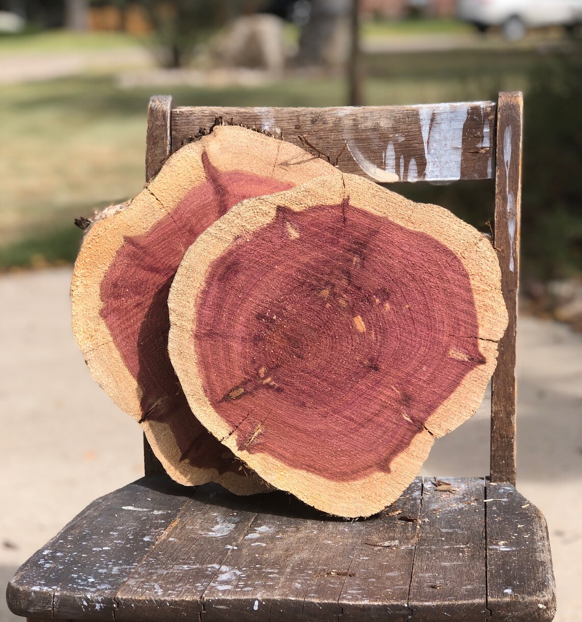 Cedar Wood Slice 10 11 x 2 thick rustic Etsy