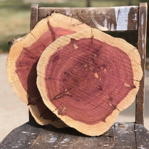 9" - 12" diameter x 2" thick Rustic Cedar Slice, Large Cedar Piece, fern mount, plant mount, DIY craft, stag horn fern mount, unfinished